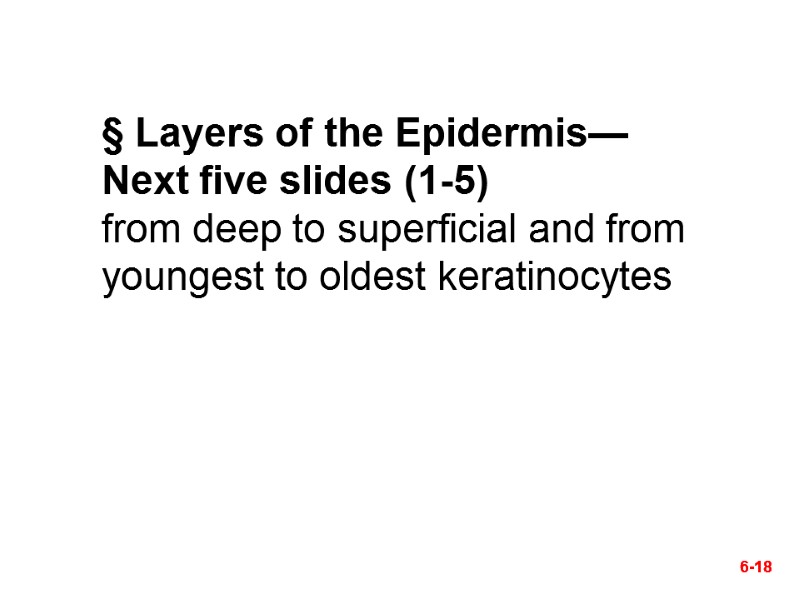 6-18 § Layers of the Epidermis— Next five slides (1-5) from deep to superficial